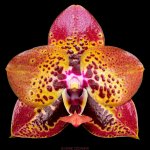 image-Z-Phal._YangYang_Anaconda.jpg