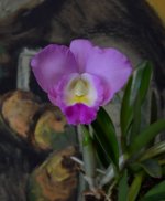 DSC_0152.JPG