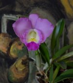 DSC_0153.JPG