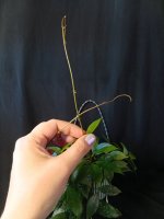 IMG_20260904_174450.jpg