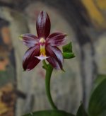 DSC_0203.JPG