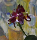 DSC_0346.JPG
