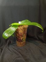IMG_20261013_153747.jpg