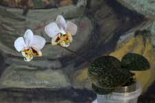 DSC_0554.JPG