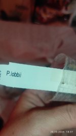 IMG_20261020_183711.jpg
