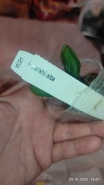 IMG_20261020_183718.jpg