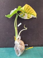 WhatsApp Image 2026-10-11 at 13.49.35 (1).jpeg