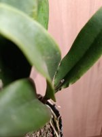 IMG_20261024_165223.jpg