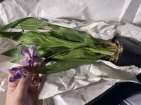 IMG_2052.jpeg