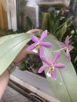 IMG_0582.jpeg
