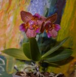 DSC_0439.JPG