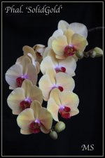 Phal SolidGold.jpg