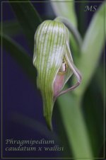 Phragmipedium caudatum x wallisi.jpg