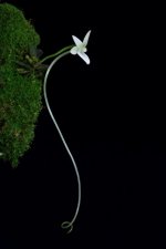 Angraecum urschianum (16).jpg