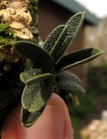Angraecum urschianum.jpg
