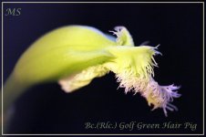 Bc.(Rlc.) Golf Green Hair Pig1.jpg