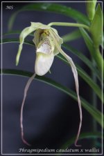 Phragmipedium caudatum x wallisi1.jpg