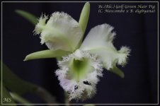 Bc.(Rlc.) Golf Green Hair Pig (C. Moscombe x B. digbyana).jpg