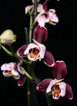 Phalaenopsis Black Jack pelor.jpg