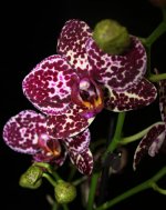 Phal. Lioulin Wild Cat.jpg