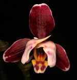 Phalaenopsis Black Jack pelor1.jpg