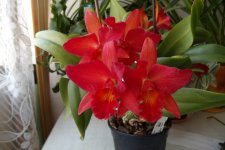 SOPHROLAELIOCATTLEYA JEWEL BOX SCHERAZADE.JPG