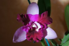 C. Interglossa x Lc.Maris Song White splashs red lip.JPG