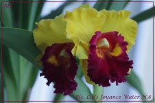 BRASSOLAELIOCATTLEYA LIU'S JOYANCE WATER N°8.jpg