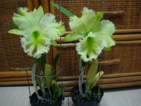 image-waterorchids-1805.jpg