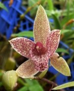 Cym.dayanum v.albiflorum X grammat.stapelioides.JPG