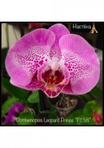 1Doritaenopsis Leopard Prince ”F1138”.jpg