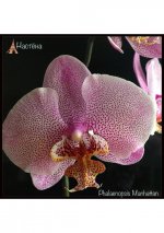 2Phalaenopsis Manhattan.jpg