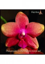 4Phalaenopsis Brother Pepride orange-red.jpg