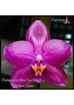 5Phalaenopsis Mituo Sun 'Mituo1' x LD's Bear Queen.jpg