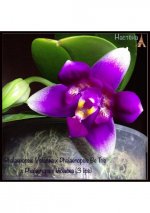 8Phalaenopsis Violacea x Phalaenopsis Be Tris x Phalaenopsis Violacea (3 lips).jpg