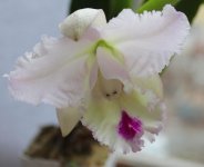 blc. Chief Pink Diana3.jpg