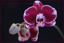 Dtps. Joy Angel Voice Selene AM-RHS HCC-AOS.jpg