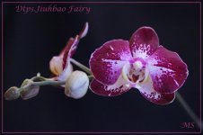 Dtps.Jiuhbao Fairy.jpg