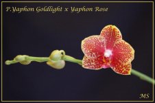 P.Yaphon Goldlight x Yaphon Rose.jpg