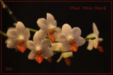 Phal. Mini Mark.jpg