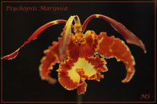 Psychopsis Mariposa.jpg