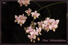 Phal. Philadelphia4.jpg