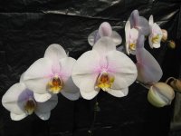 (Dtps. Lianher Glory x P. Sogo Yukidian)3.jpg