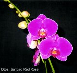 Dtps. Jiuhbao Red Rose ORCHIS.jpg