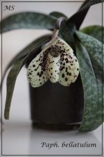 Paph. bellatulum1.jpg