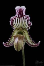 Paph. fairrieanum 'Account' x Sib 'Account #2'.jpg