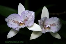 Caulocattleya Chantilly Lace `Twinkle`.jpg