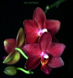 Phal. U-Bix Princess.jpg