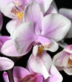 Phal Jiaho's Pink Girl x .jpg