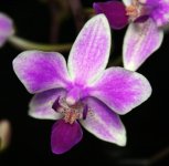 Phal. equestris ~Holm 52x~.jpg